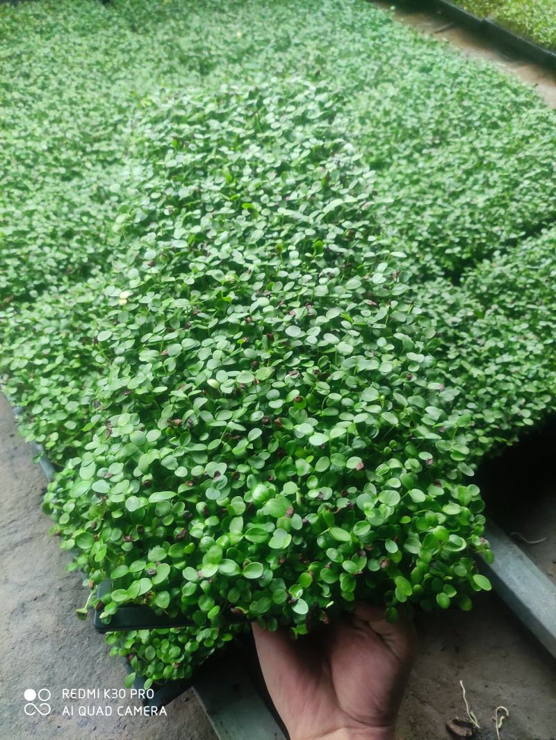绿色活体香椿苗芽苗菜