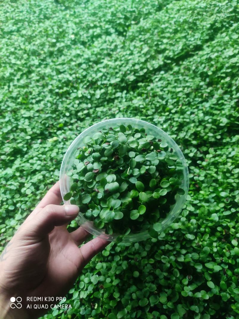 绿色活体香椿苗芽苗菜