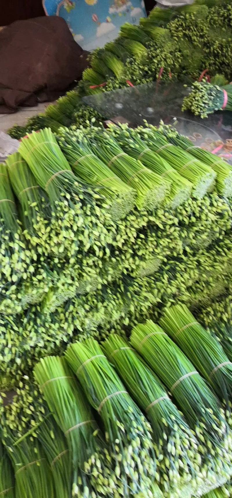 精品韭苔，现采现货，诚信经营，大量上市中！