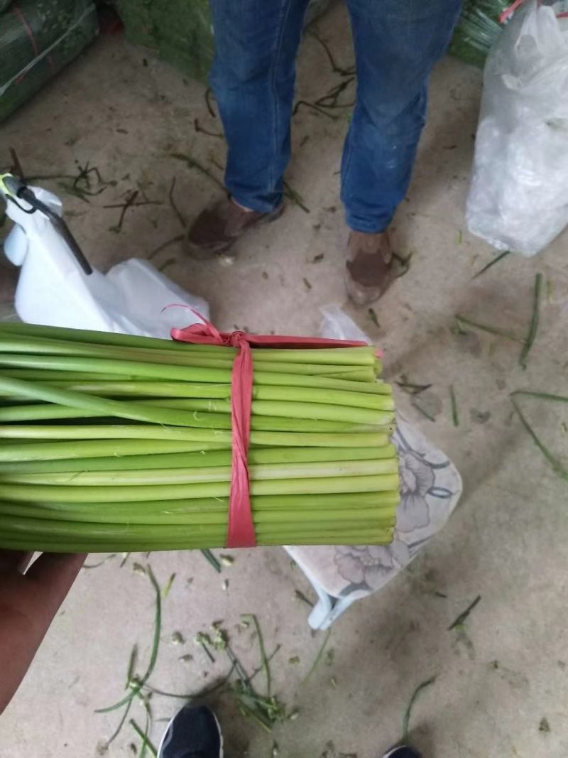 精品韭苔，现采现货，诚信经营，大量上市中！