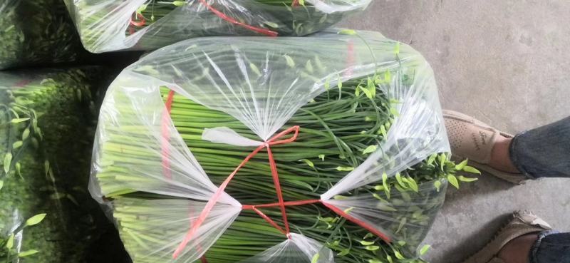 精品韭苔，现采现货，诚信经营，大量上市中！