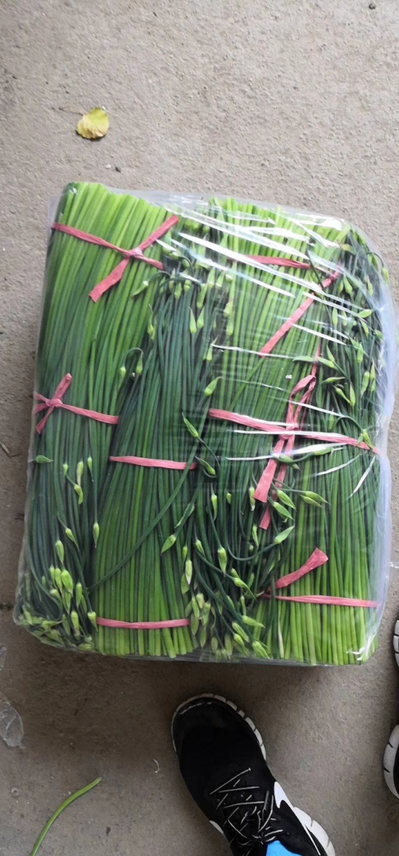 精品韭苔，现采现货，诚信经营，大量上市中！