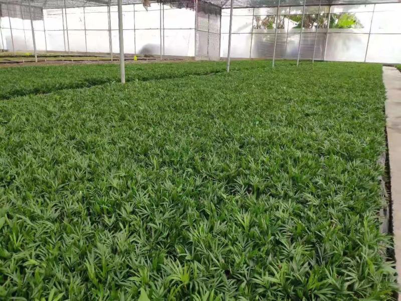 袖珍椰子苗盆栽花卉室内观叶植物四季常青绿植椰子树苗
