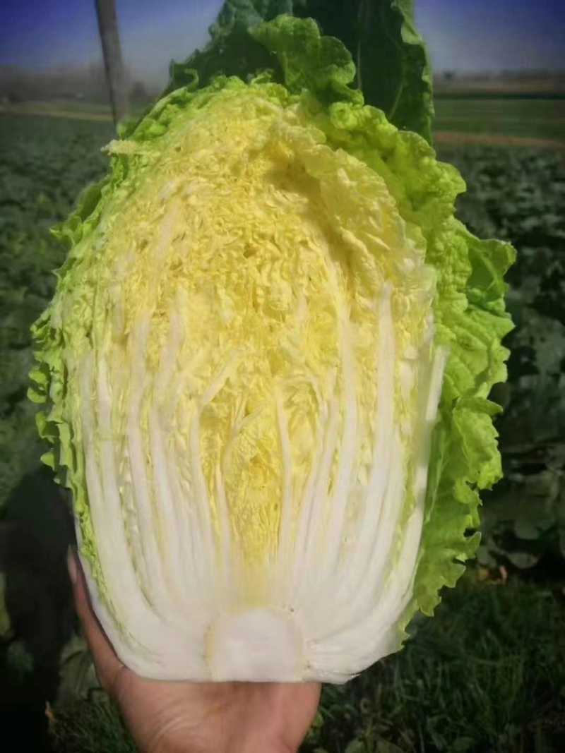 精品黄心大白菜大量供应，现砍现卖，无烧心，无起苔保质保量