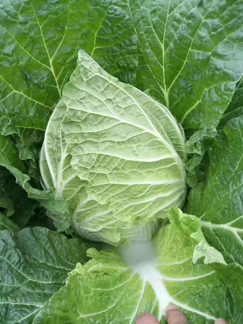 精品黄心大白菜大量供应，现砍现卖，无烧心，无起苔保质保量