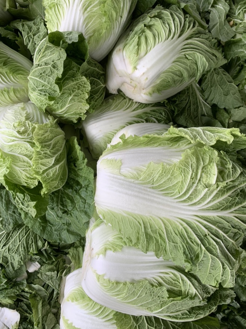 精品黄心大白菜大量供应，现砍现卖，无烧心，无起苔保质保量