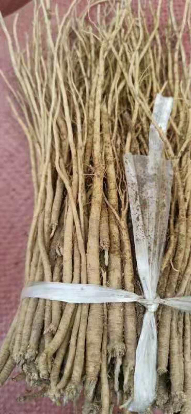 推荐党参种子，纯新种子，分量够足！保证质量，诚信行天下