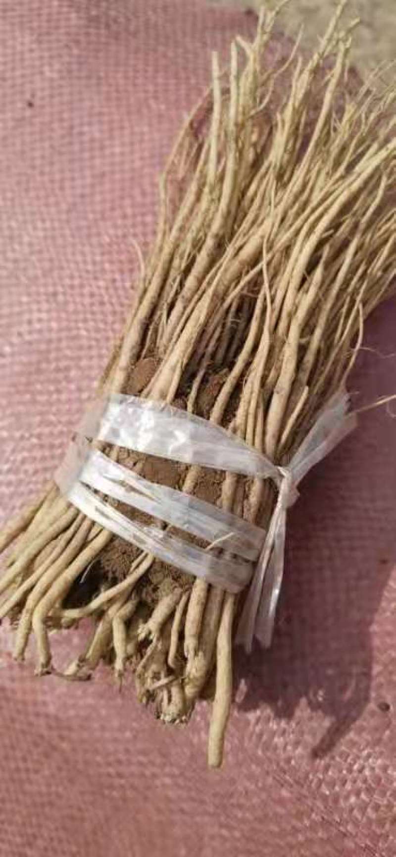 推荐党参种子，纯新种子，分量够足！保证质量，诚信行天下