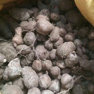 三叶青中药材三叶青中药材