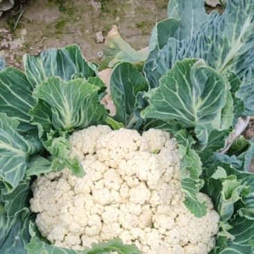 河南通许有机花菜大量供应中