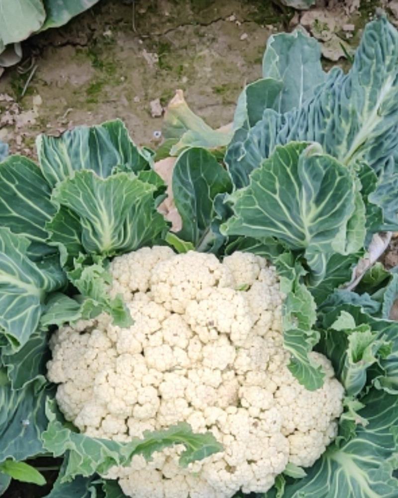 河南通许有机花菜大量供应中
