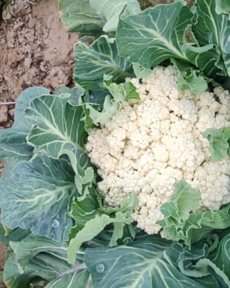 河南通许有机花菜大量供应中