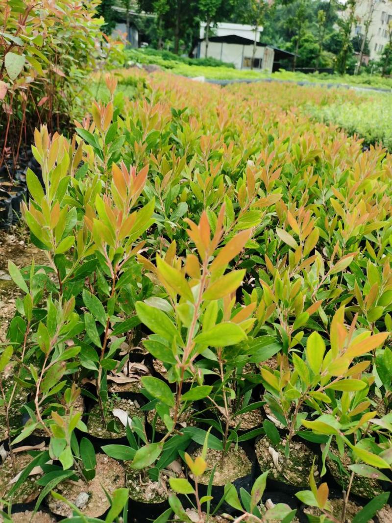 沉香树苗沉香袋苗庭院盆栽地栽绿化苗木四季常青