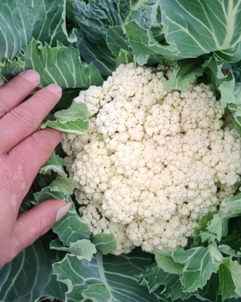 河南通许有机花菜大量供应中