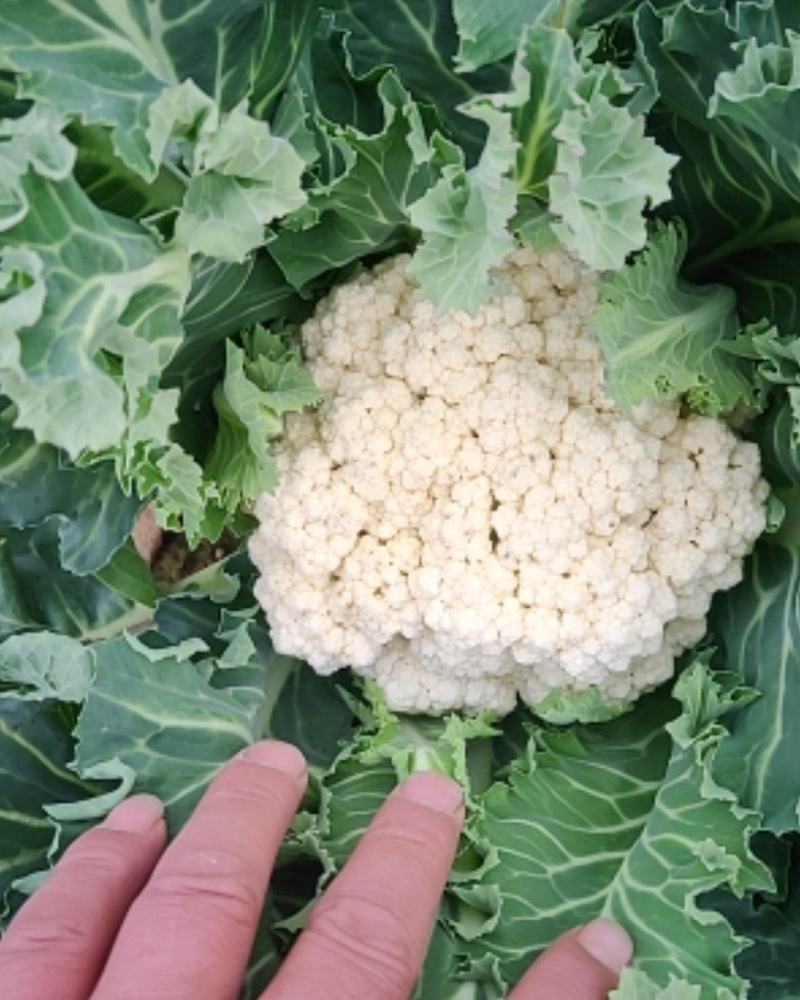 河南通许有机花菜大量供应中
