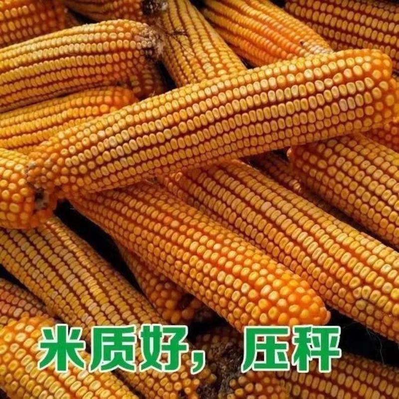 玉米种子华玉518，亩产1800斤以上，100斤玉米多