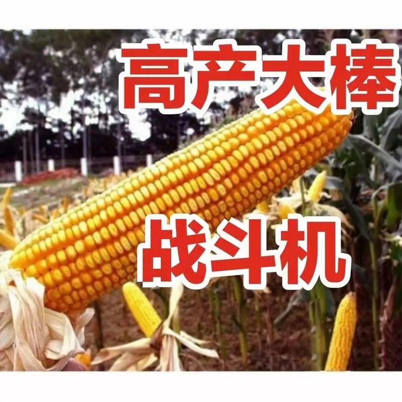 玉米种子华玉518，亩产1800斤以上，100斤玉米多