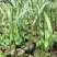 大王椰子树苗庭院行道植物园林绿化苗木四季常青