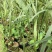 大王椰子树苗庭院行道植物园林绿化苗木四季常青