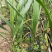 大王椰子树苗庭院行道植物园林绿化苗木四季常青