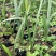大王椰子树苗庭院行道植物园林绿化苗木四季常青