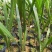 大王椰子树苗庭院行道植物园林绿化苗木四季常青