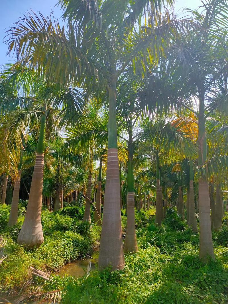 大王椰子树苗庭院行道植物园林绿化苗木四季常青