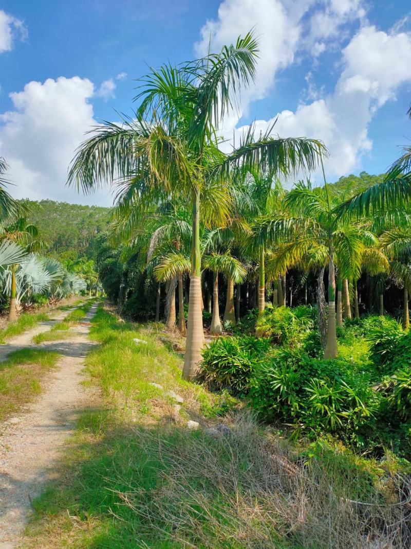 大王椰子树苗庭院行道植物园林绿化苗木四季常青