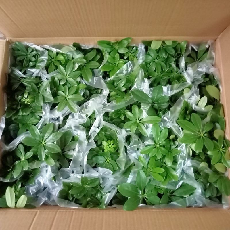 110#鸭脚木鹅掌柴盆栽室内盆栽绿化苗木
