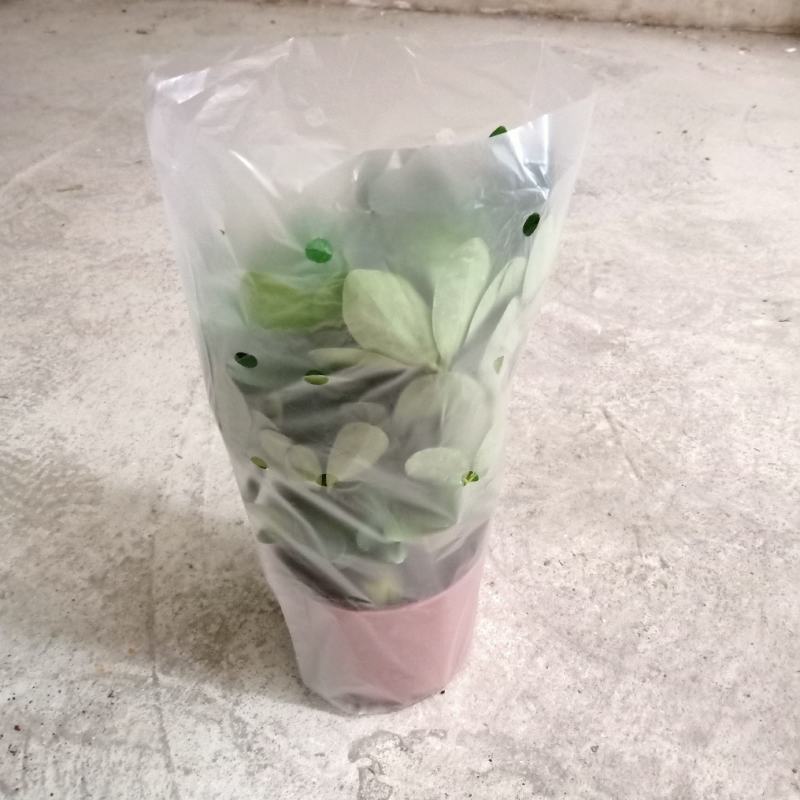 110#鸭脚木鹅掌柴盆栽室内盆栽绿化苗木