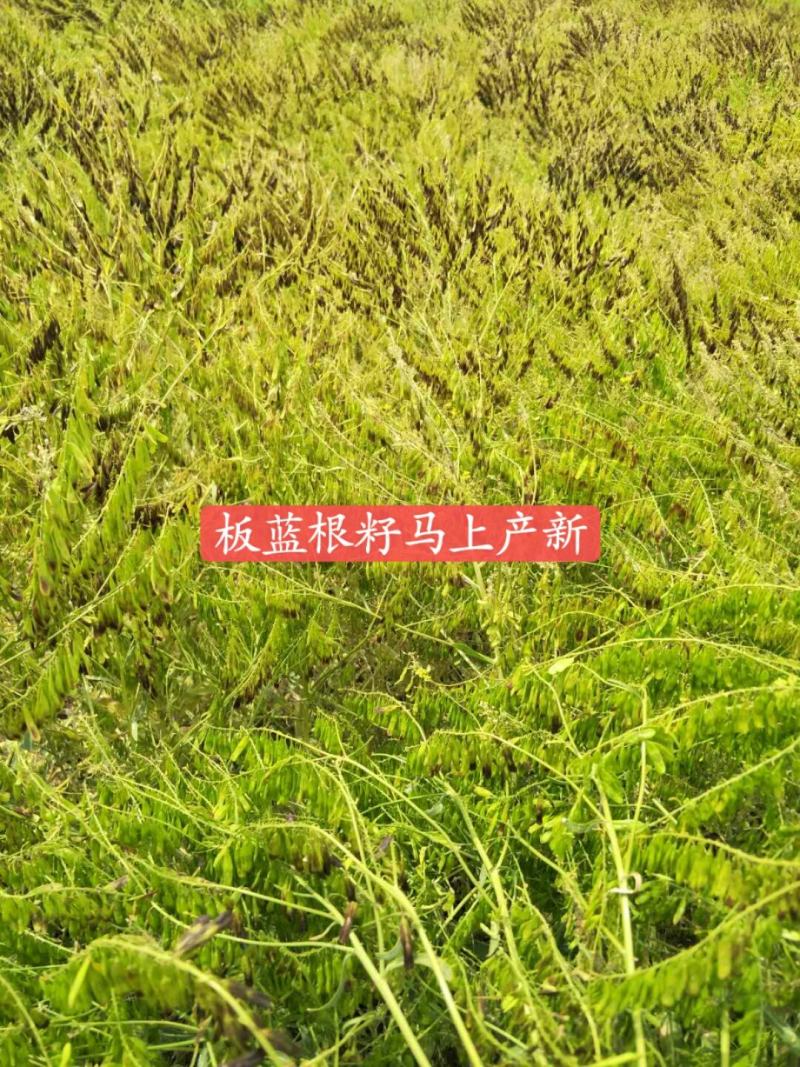 推荐新板蓝根种子批发中药材种子优质种子出芽率高量大从优