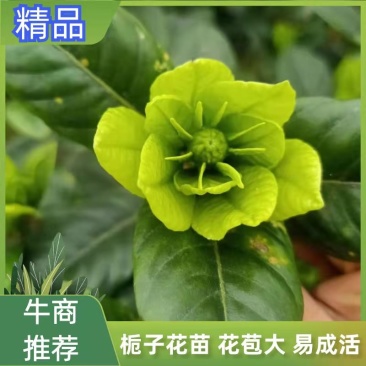 浓香型牡丹栀子花树苗大叶栀子花苗盆栽办公室居家装饰观
