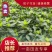 浓香型牡丹栀子花树苗大叶栀子花苗盆栽办公室居家装饰观
