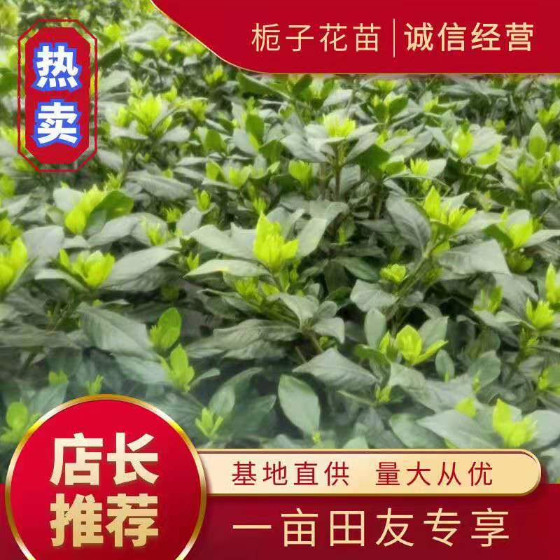 浓香型牡丹栀子花树苗大叶栀子花苗盆栽办公室居家装饰观