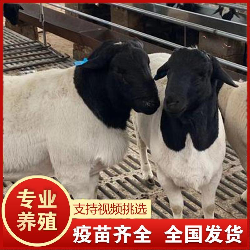 黑头杜泊羊杜泊种公羊怀孕母羊肉羊种羊包邮包技术