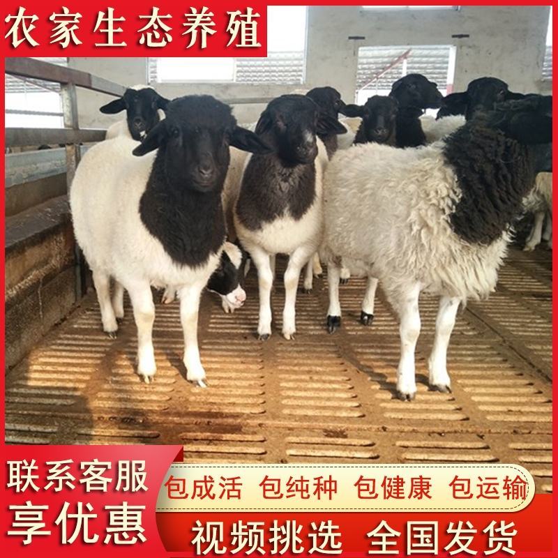 黑头杜泊羊杜泊种公羊怀孕母羊肉羊种羊包邮包技术
