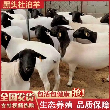 黑头杜泊羊杜泊种公羊怀孕母羊肉羊种羊包邮包技术