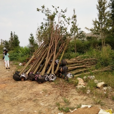 占地桂花树，占地桂花大量供应大小桂花各种规格，桂林世达农