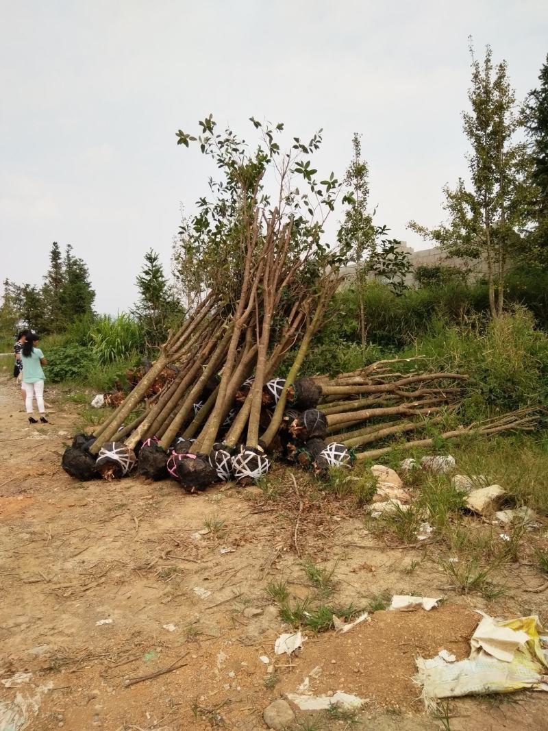 占地桂花树，占地桂花大量供应大小桂花各种规格，桂林世达农