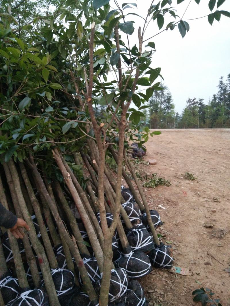 占地桂花树，占地桂花大量供应大小桂花各种规格，桂林世达农