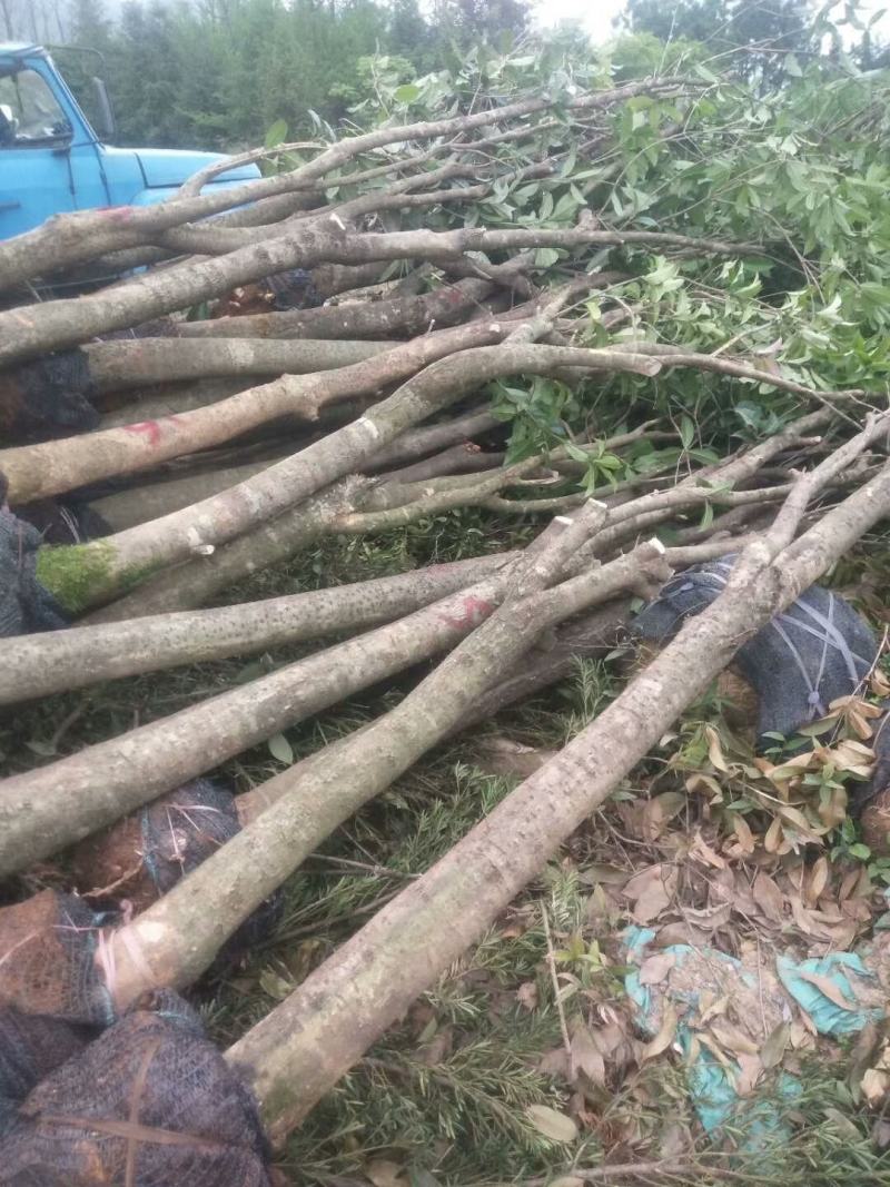占地桂花树，占地桂花大量供应大小桂花各种规格，桂林世达农