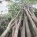 占地桂花树，占地桂花大量供应大小桂花各种规格，桂林世达农
