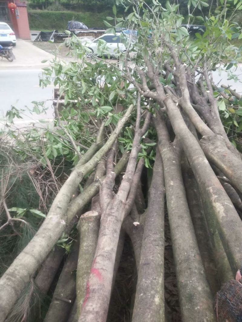 占地桂花树，占地桂花大量供应大小桂花各种规格，桂林世达农