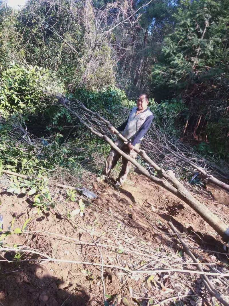 占地桂花树，占地桂花大量供应大小桂花各种规格，桂林世达农