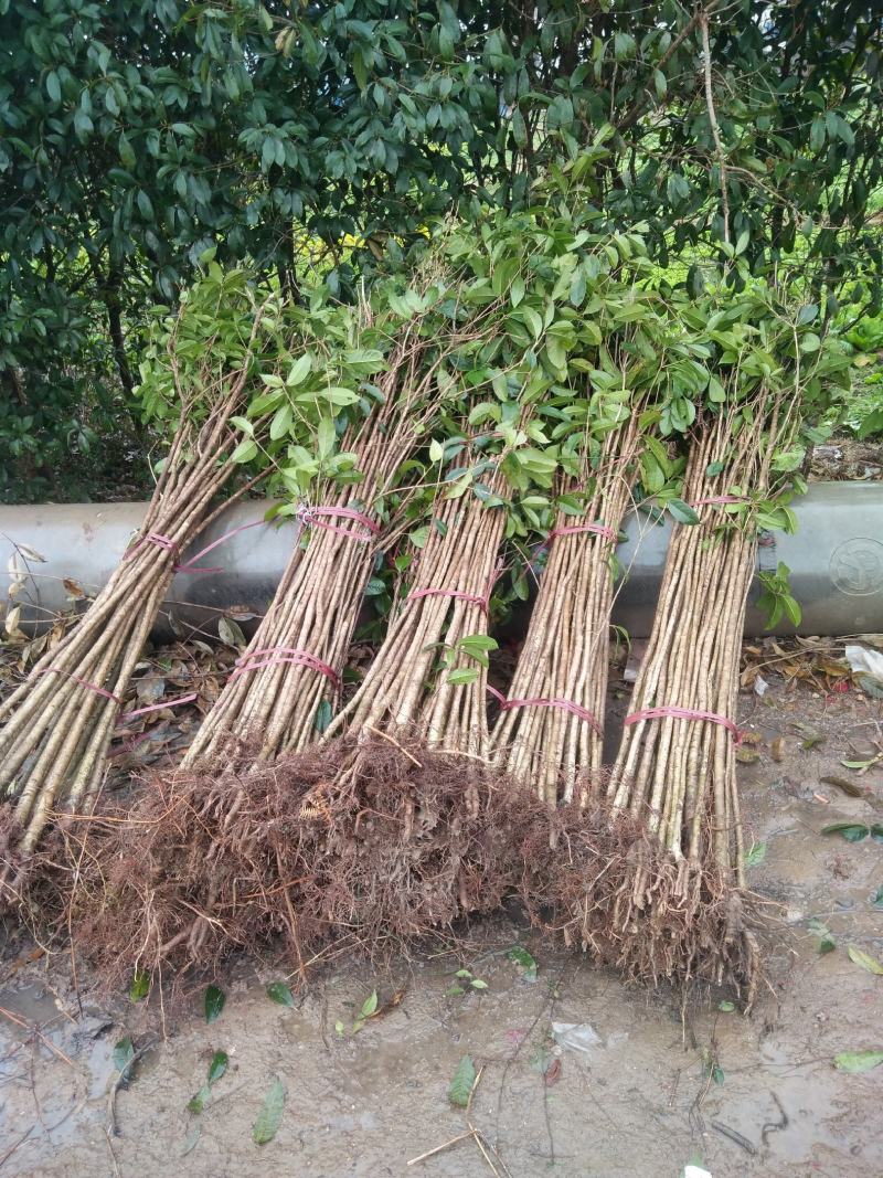 占地桂花树，占地桂花大量供应大小桂花各种规格，桂林世达农