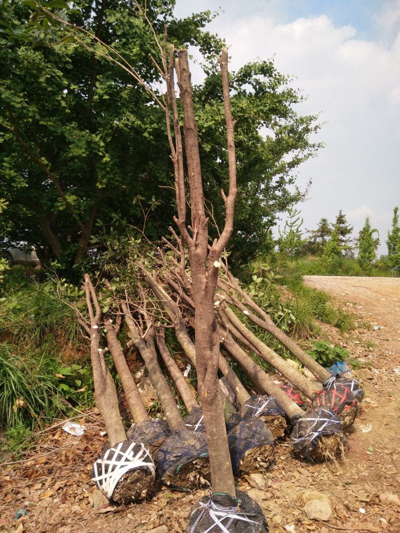 占地桂花树，占地桂花大量供应大小桂花各种规格，桂林世达农