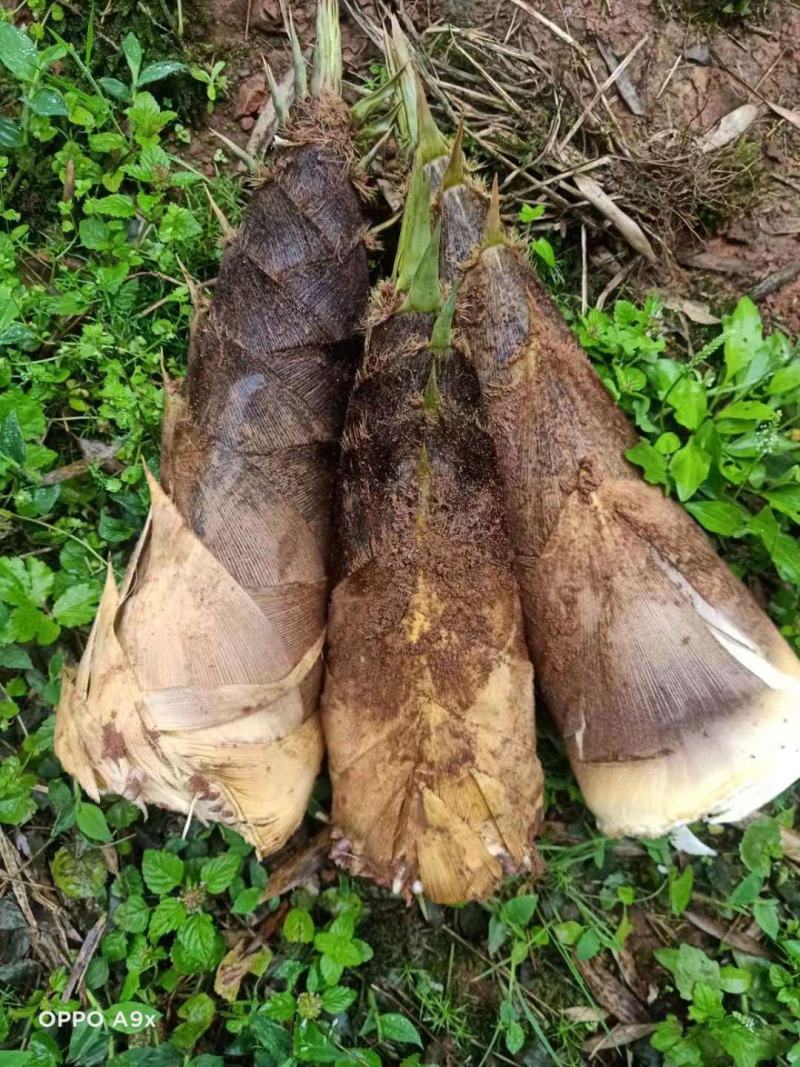 楠笋，野生楠笋高山货大量出售欢迎老板大量收购量大从优