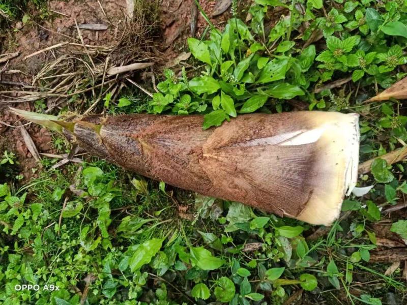 楠笋，野生楠笋高山货大量出售欢迎老板大量收购量大从优