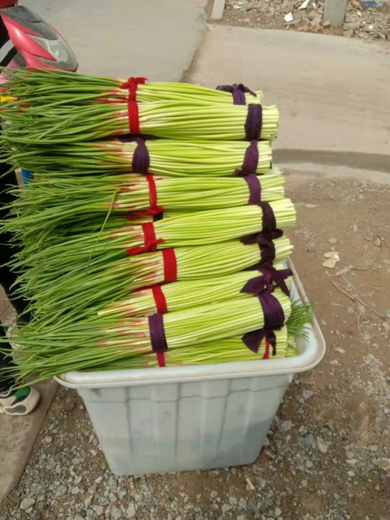 优质蒜薹2021年新蒜薹，