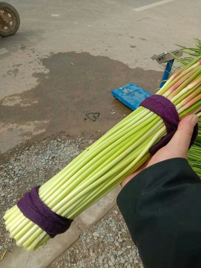优质蒜薹2021年新蒜薹，